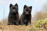 SCHIPPERKE 354